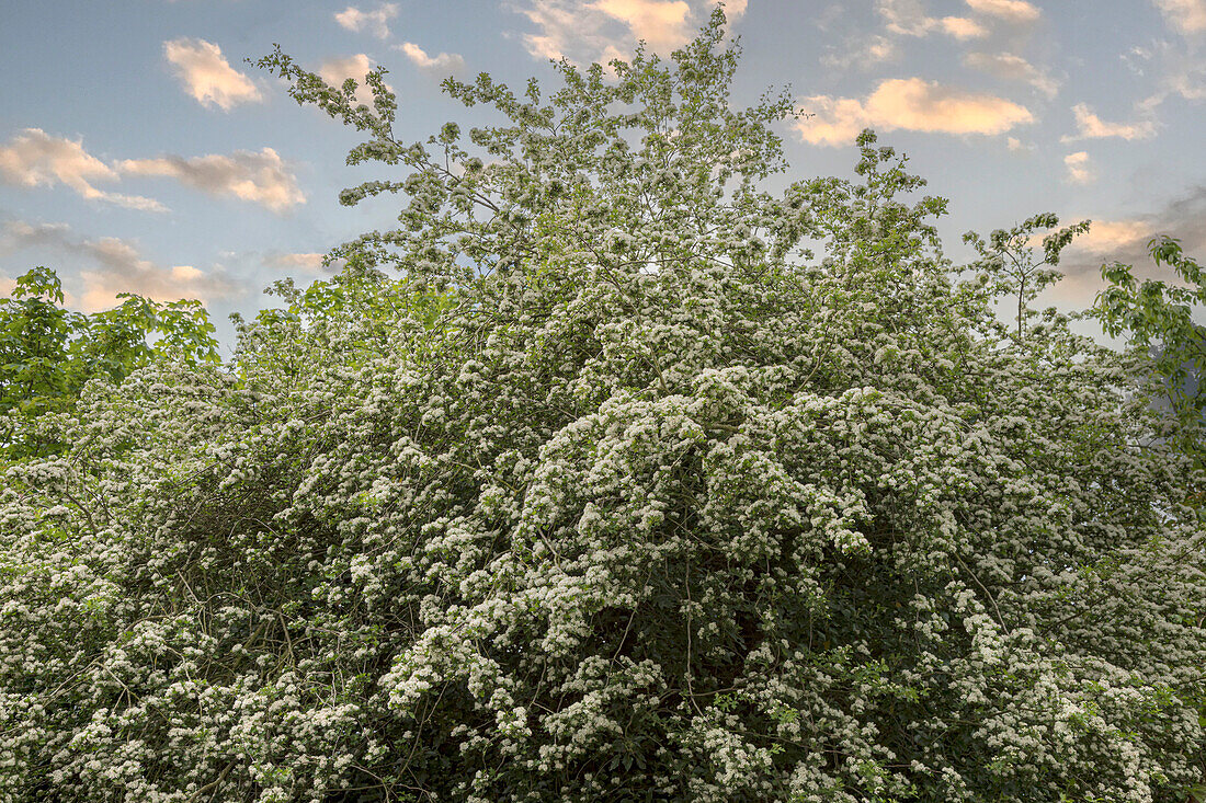 Hawthorn (Crataegus sp.) tree blossoming