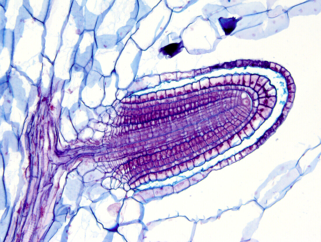 Azolla caroliniana root, light micrograph