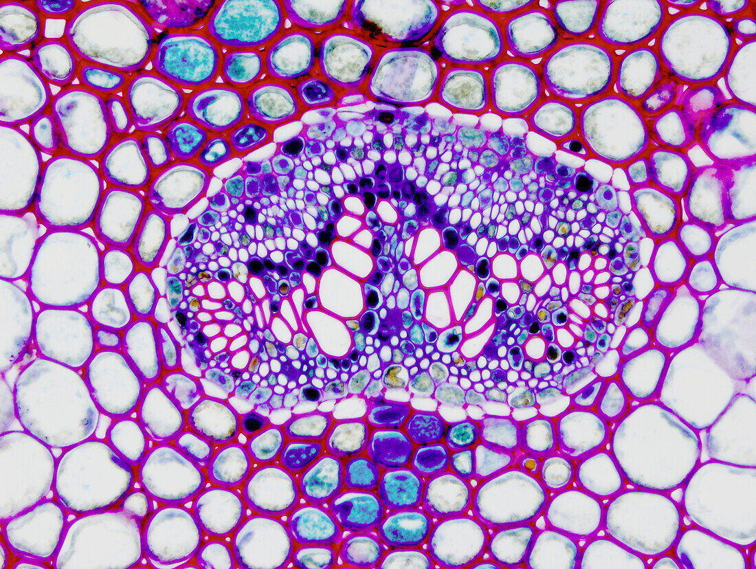 Fern leaf, light micrograph