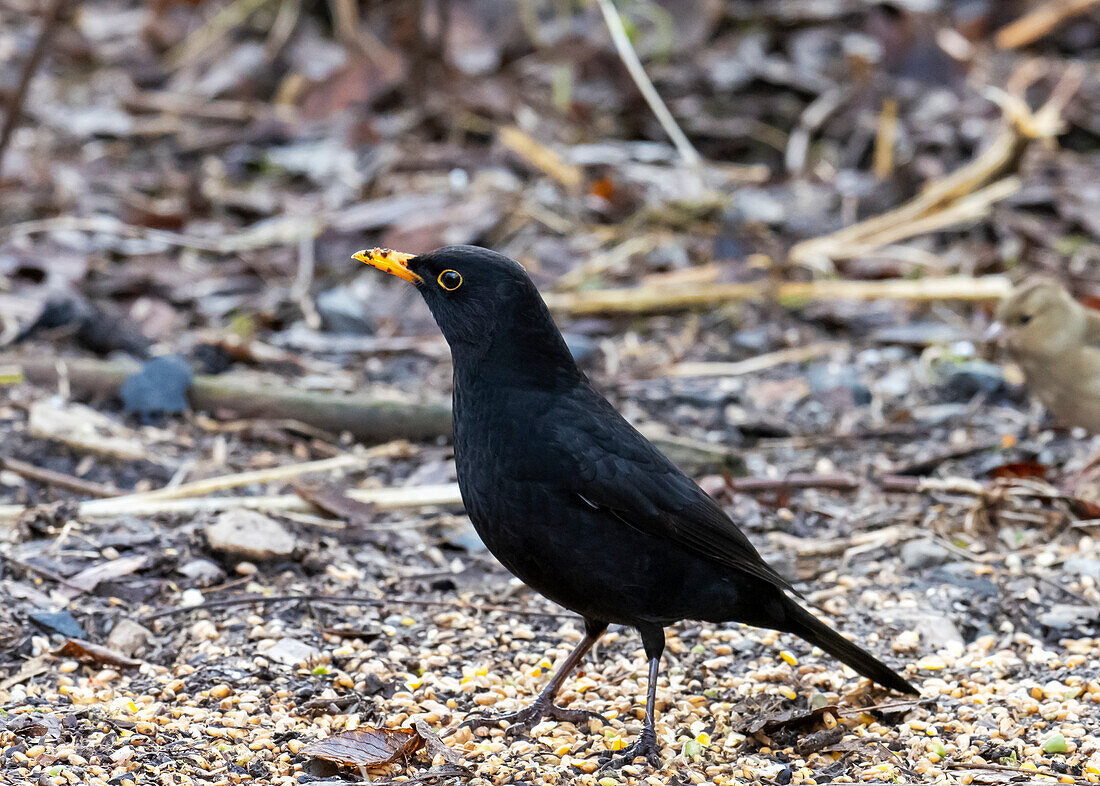 Male blackbird