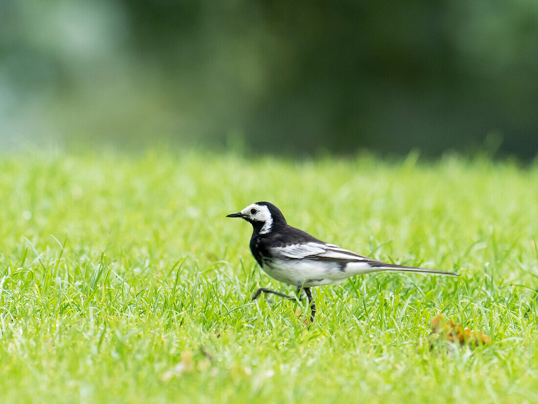 Male pied wagtail