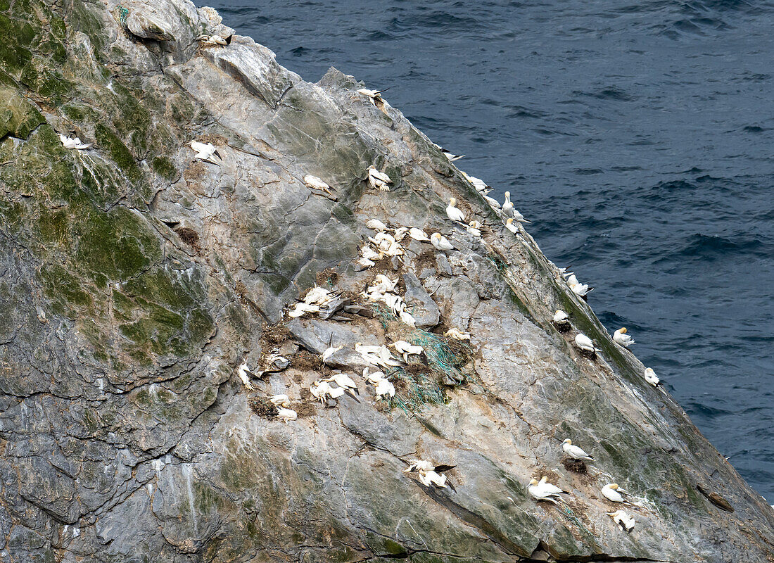 Northern gannets killed by bird flu