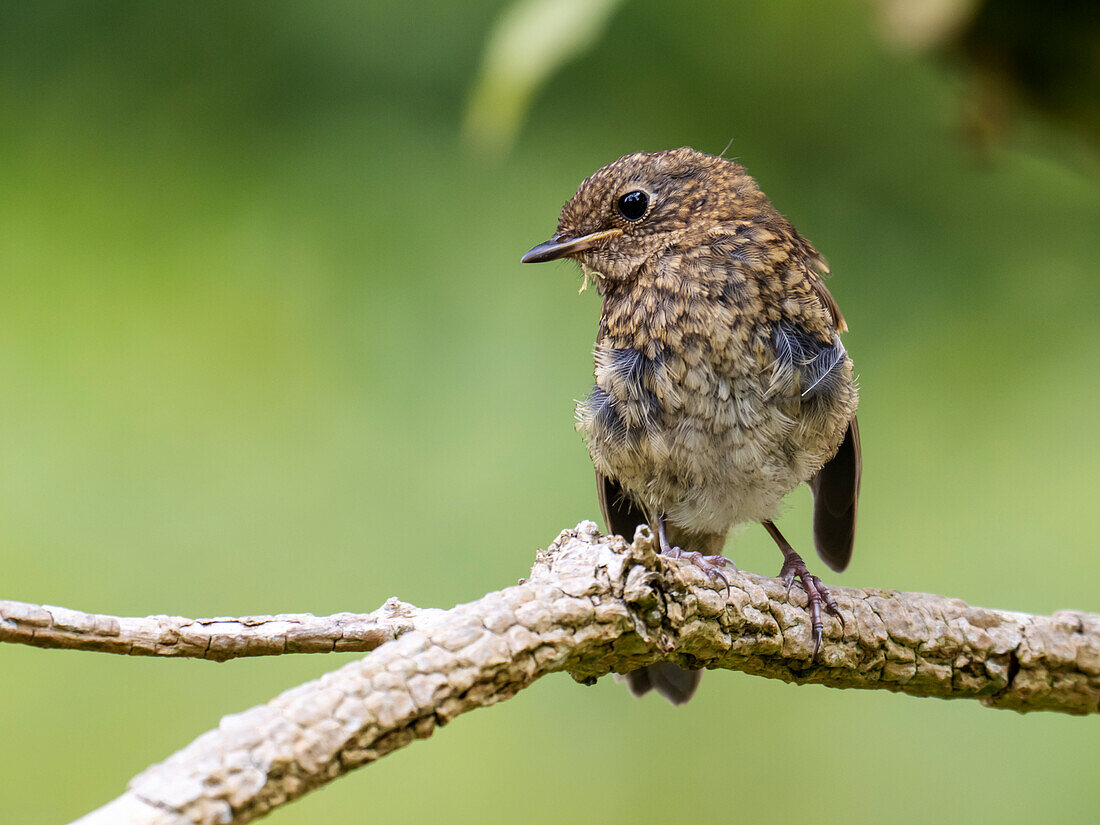 Juvenile robin