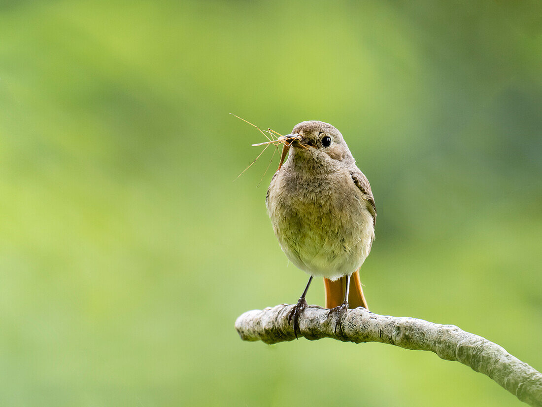 Female common redstart eating insect