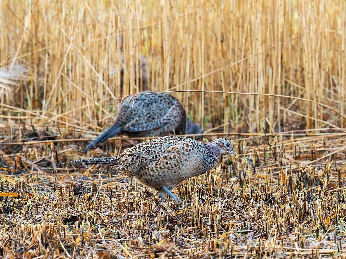 Female pheasants feeding