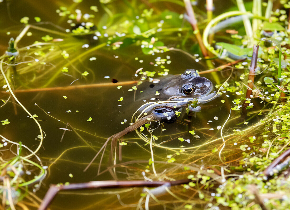 Frogs breeding in a garden pond