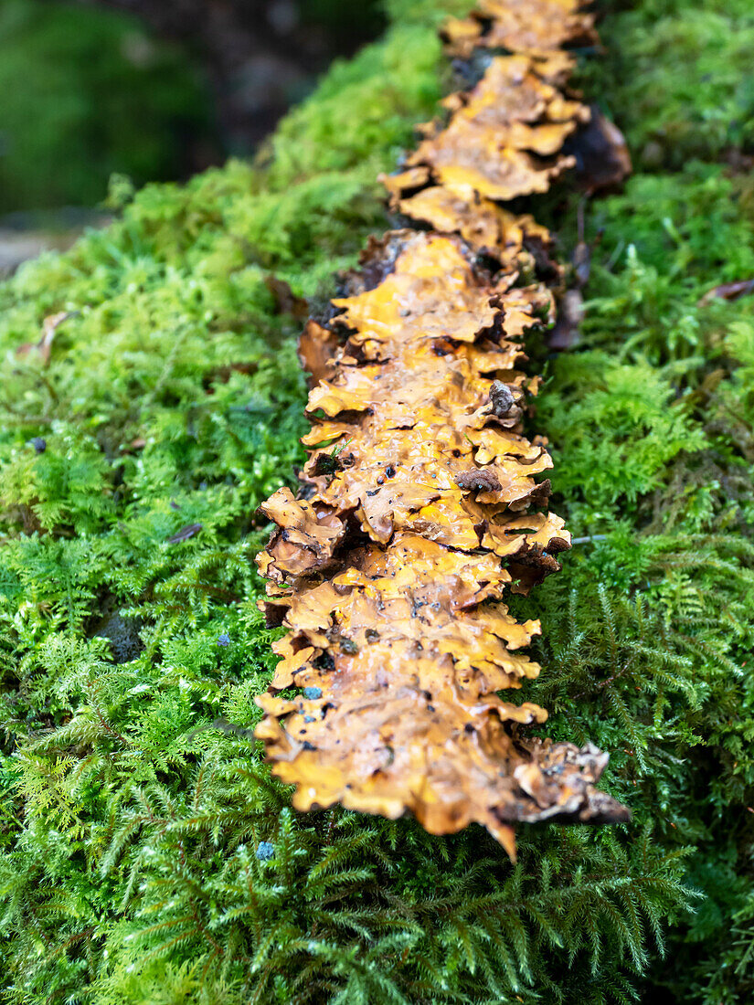 Moss and fungi