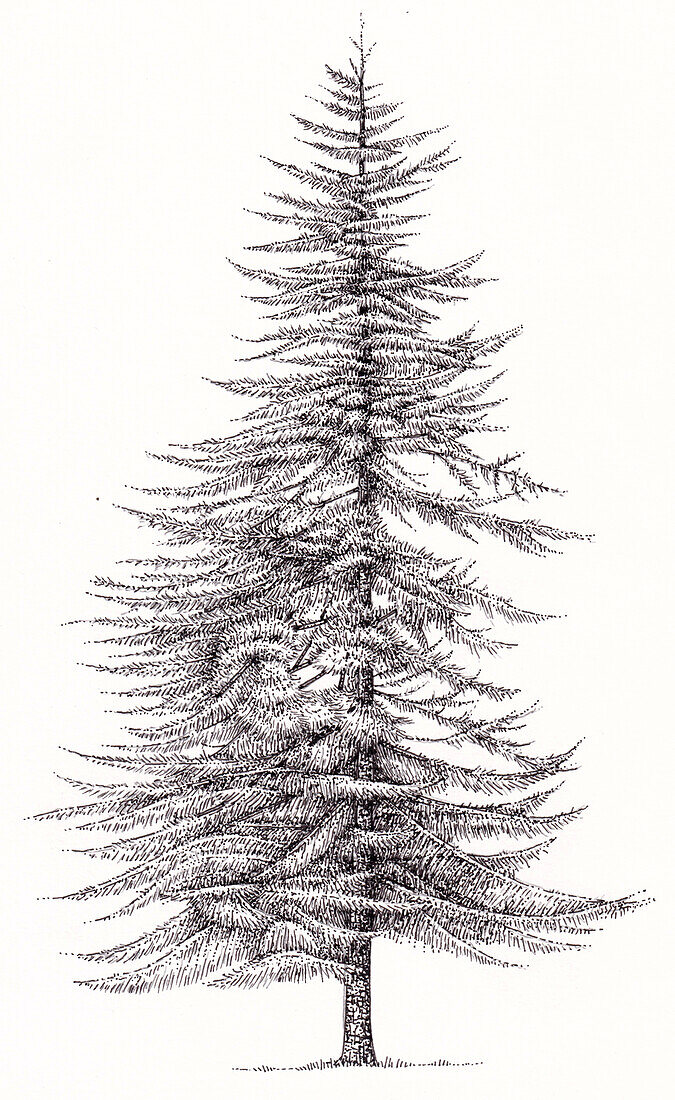 Dahurian larch tree (Larix gmelinii), illustration