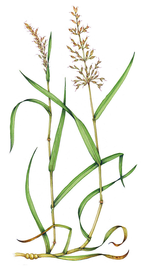False oat grass (Arrhenatherum elatius), illustration