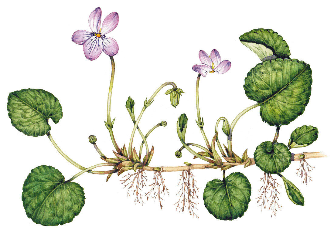 Marsh violet (Viola palustris), illustration