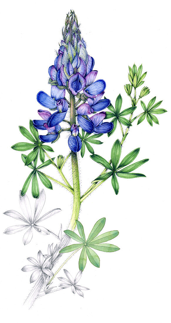 Nootka lupin (Lupinus nootkatensis), illustration