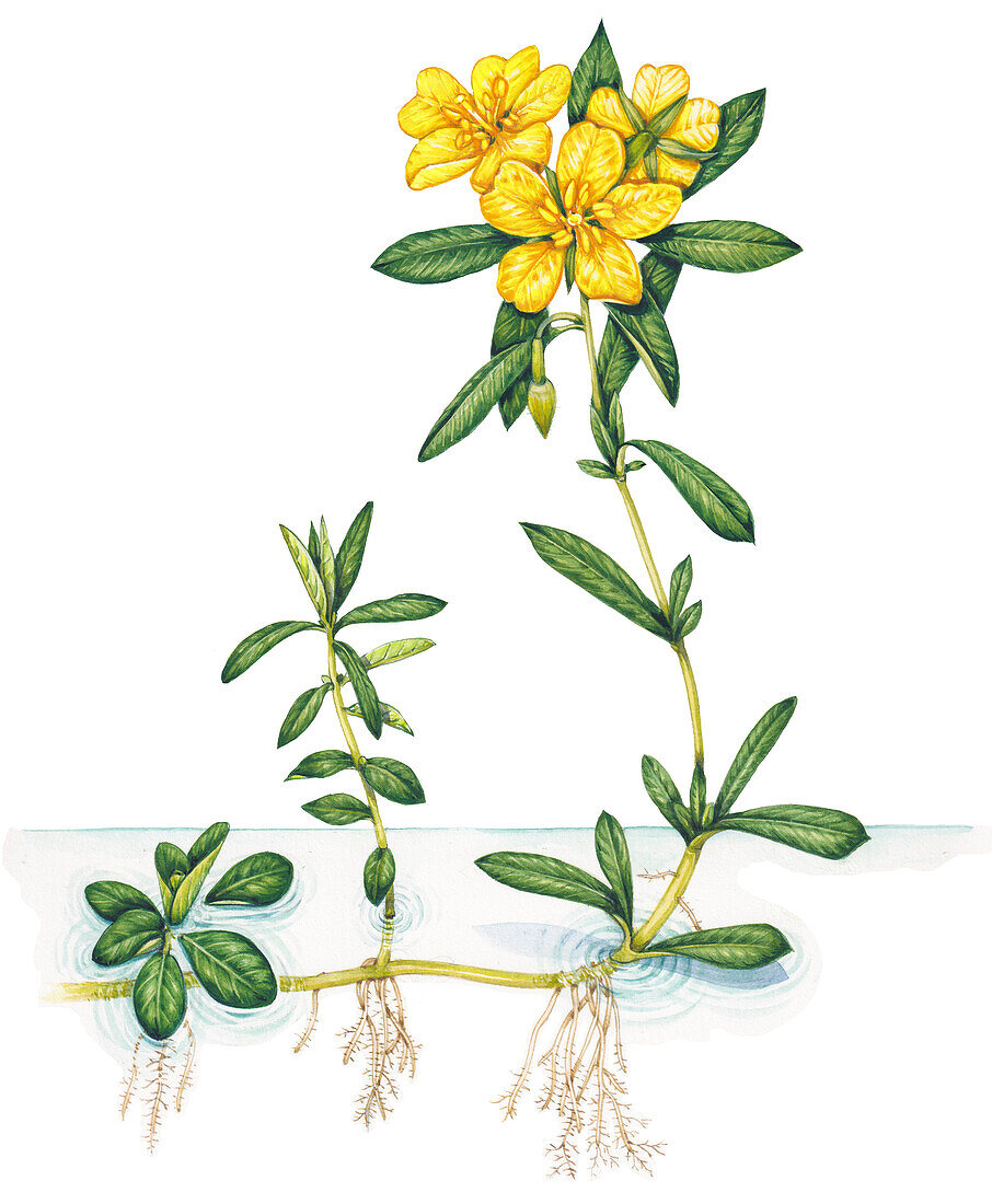 Water primrose (Ludwigia grandiflora), illustration