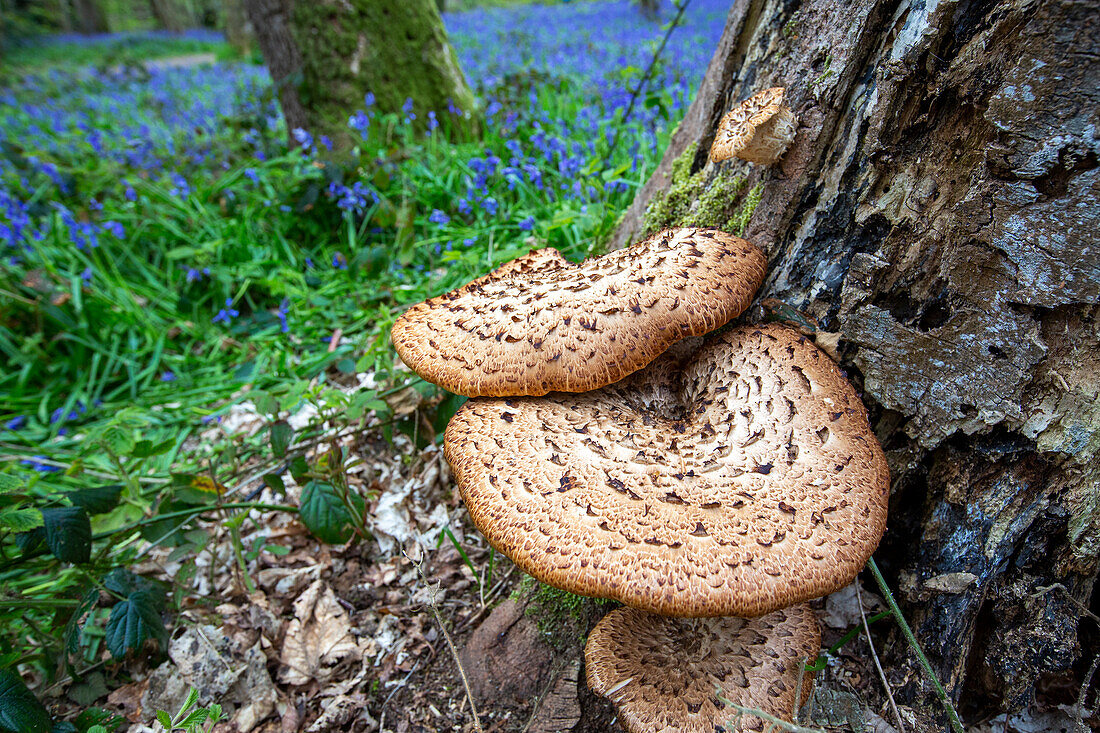 Bracket fungi in woodland