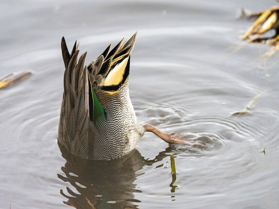 Male teal upending