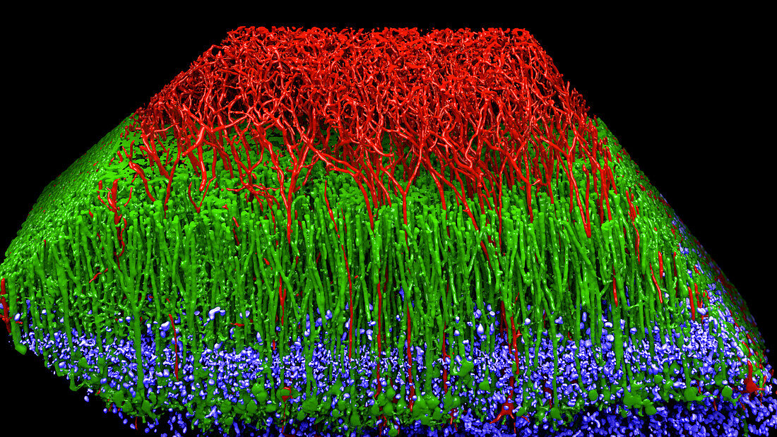 Mouse neuronal fibres, illustration