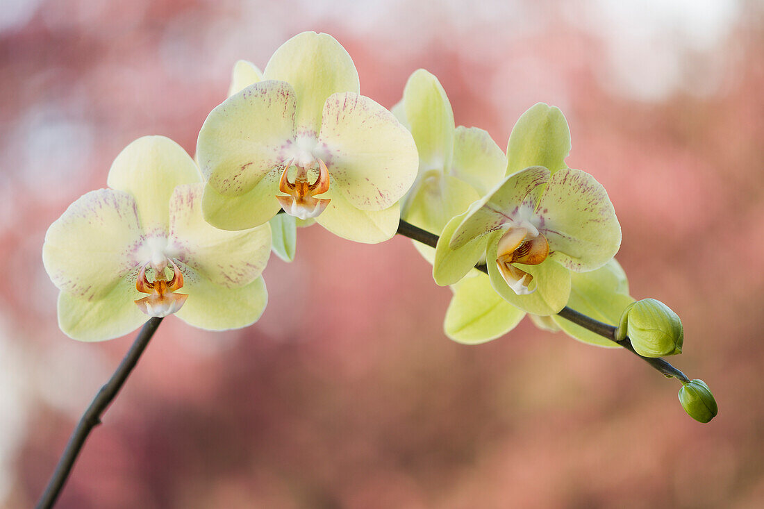 Moth orchid (Phalaenopsis 'Jeannette Brandon') flowers