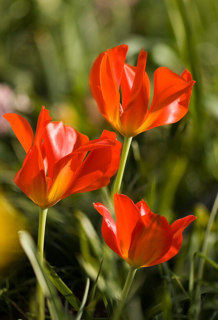 Tulip (Tulipa greigii 'Oratorio') flowers