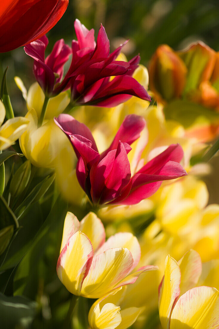Tulipa 'Antoinette' and Tulipa 'Mariette' flowers