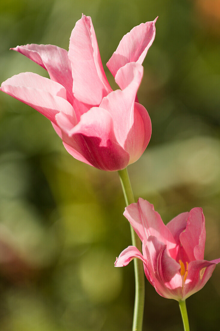 Tulip (Tulipa sp.) flower