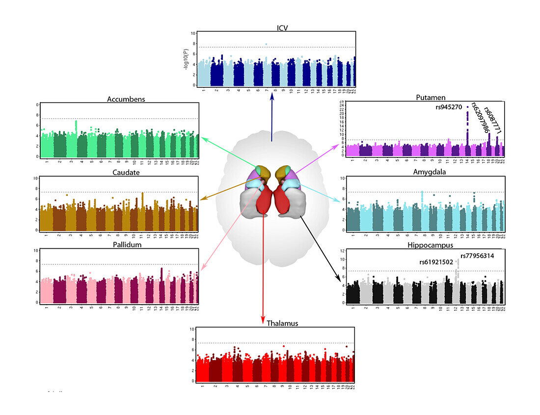 Genetic influences on brain structure, illustration
