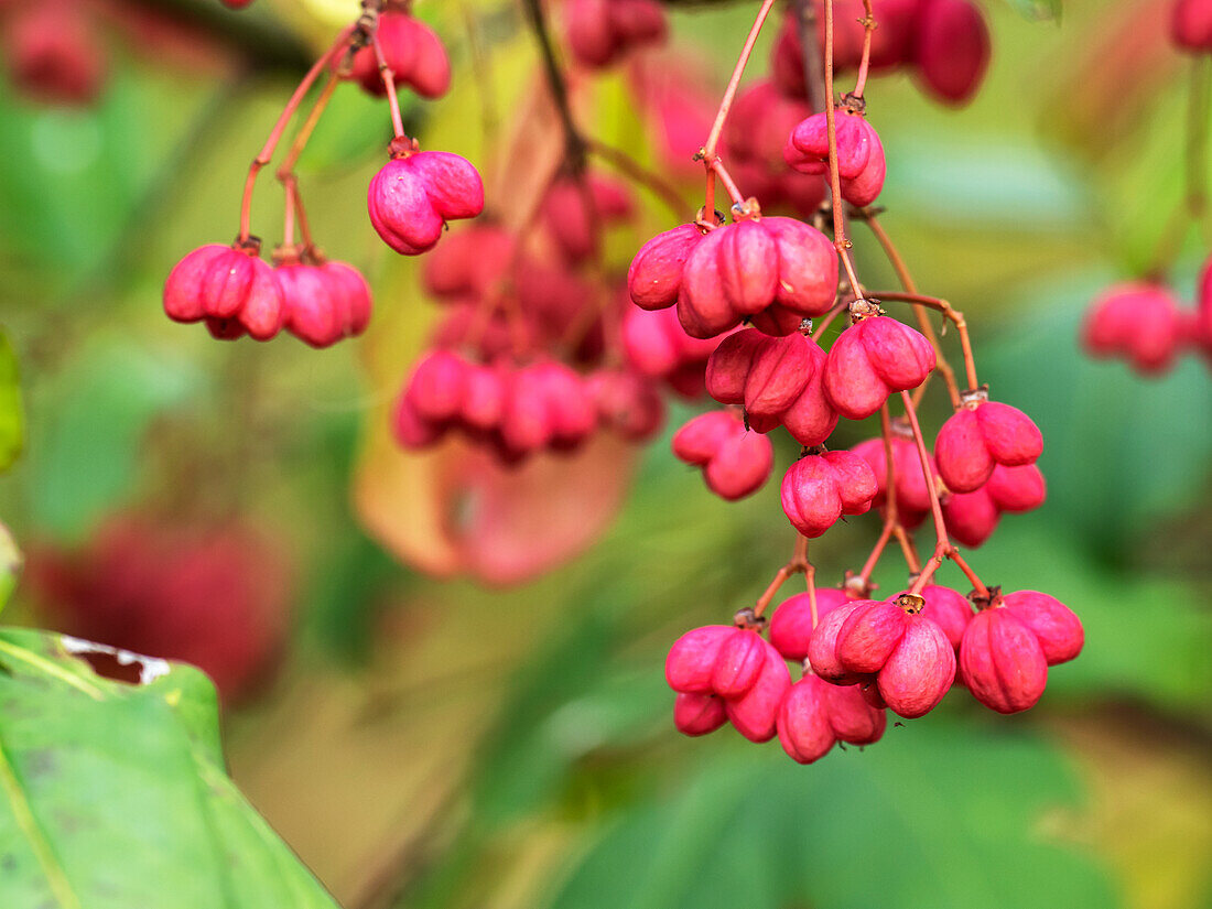 Spindle tree (Euonymus europaeus) berries