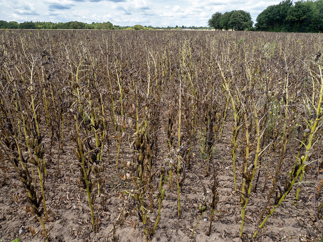Broad beans affected by drought