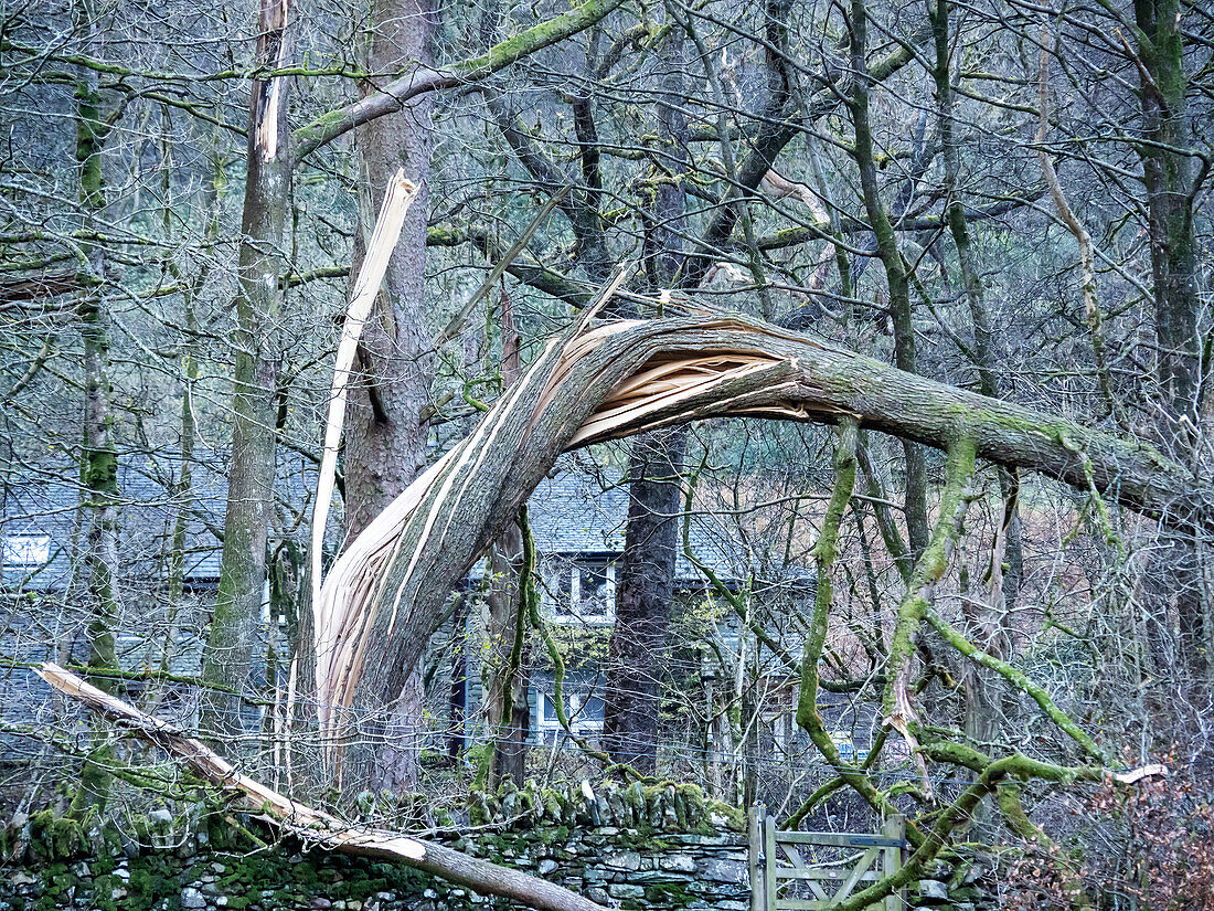 Storm blown tree