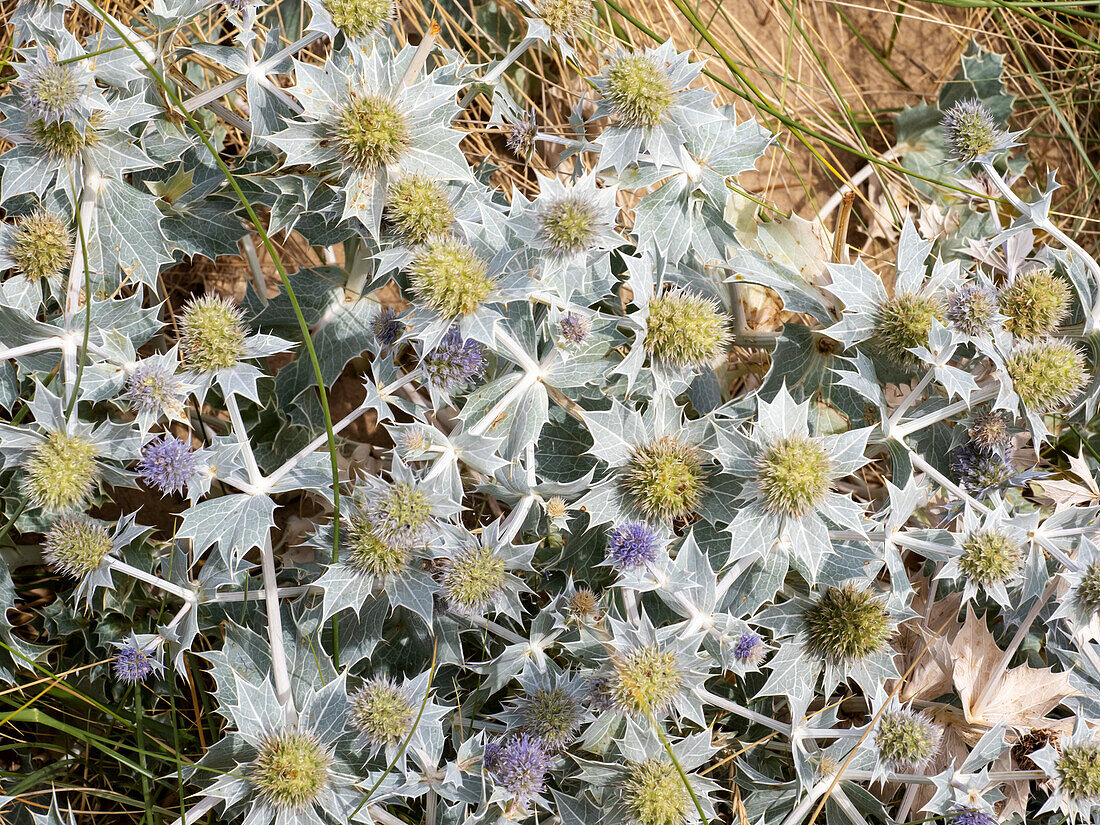 Sea holly growing on sand dunes