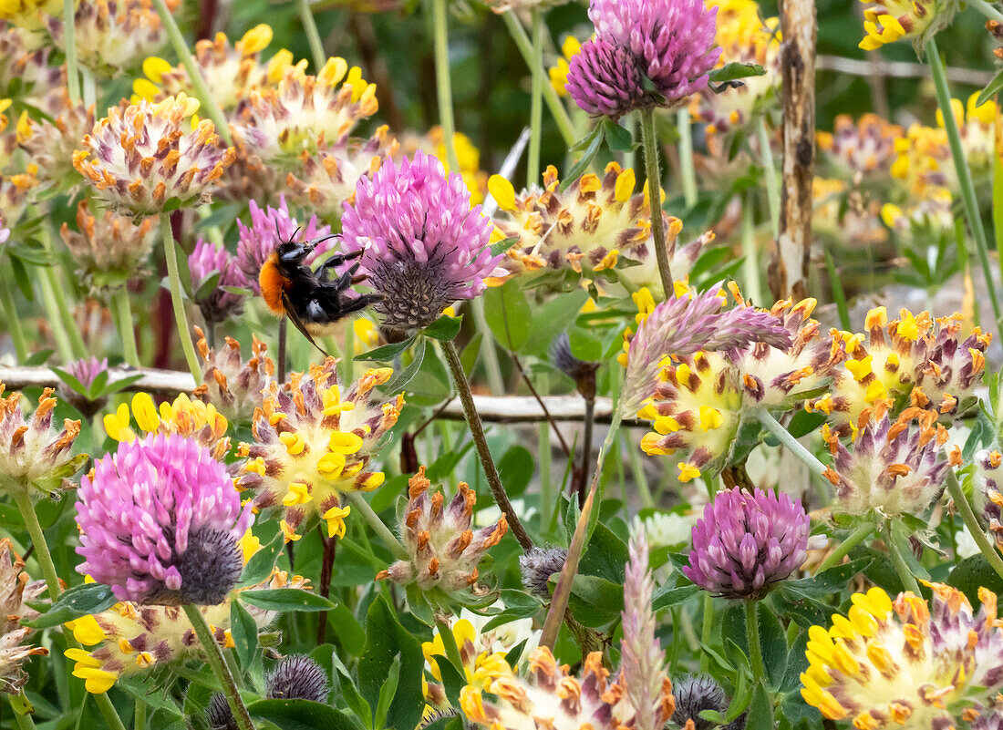 Shetland bumblebee