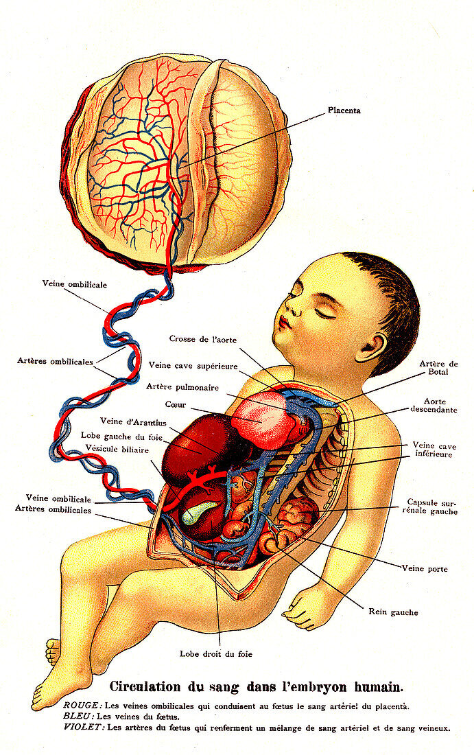 Foetal blood circulation, illustration