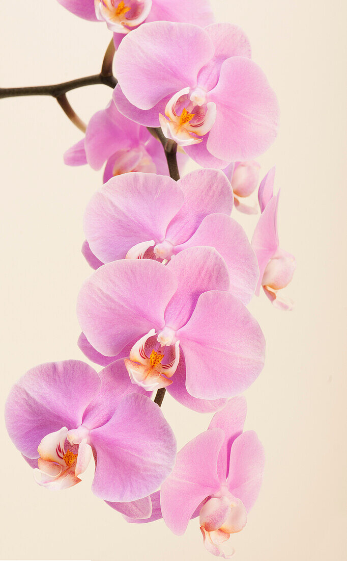 Phalaenopsis Pinlong Memory 'Tailin Pink' orchids
