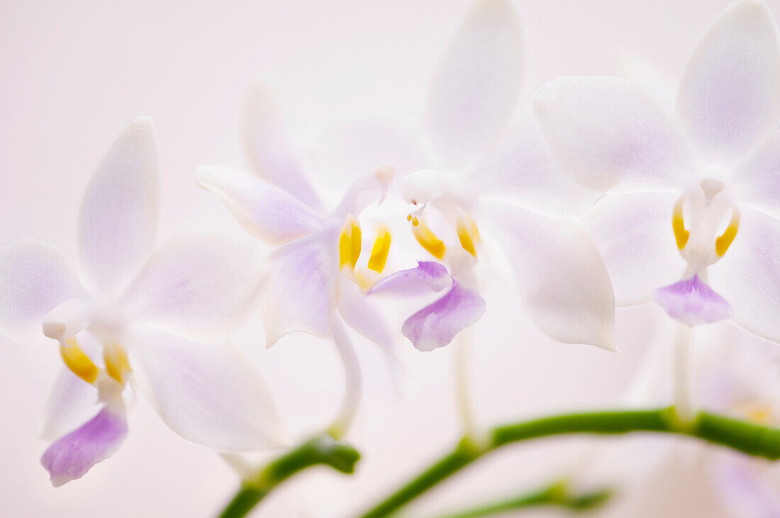 Phalaenopsis 'Lyndon Equator Jewel' orchids