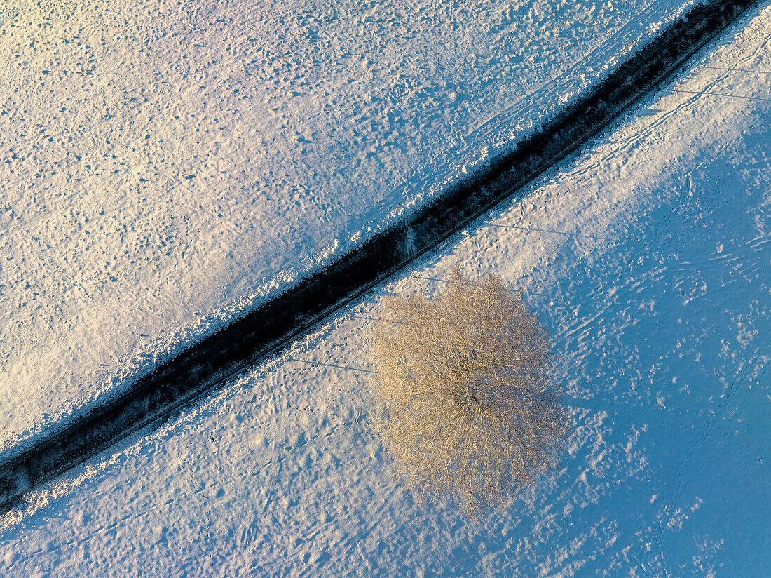 Tree in snowy landscape, aerial photograph