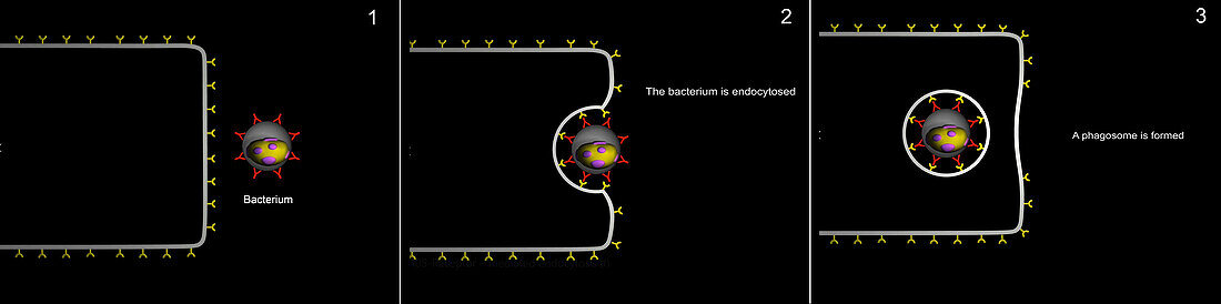 Phagocytosis of a bacterium, illustration