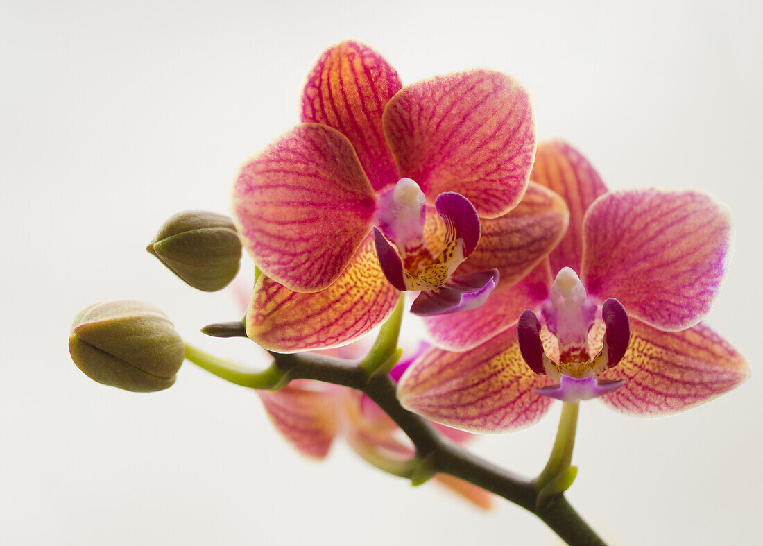 Phalaenopsis 'I-Hsin Bango Jazz' orchids