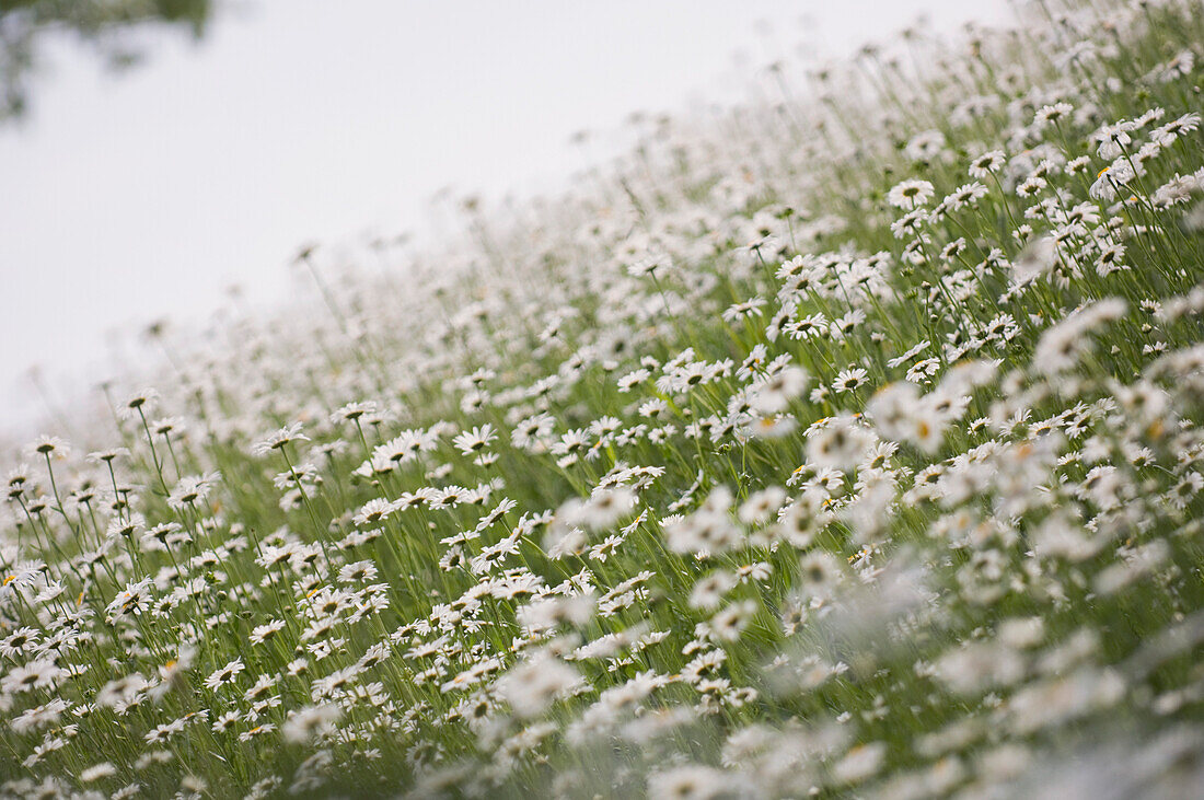 Field of shasta daisies (Leucanthemum x superbum)