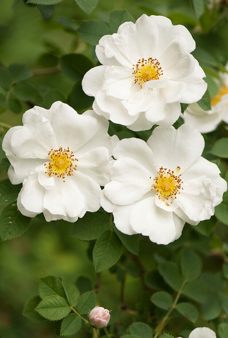 Rose (Rosa alba 'Semi-plena') flowers