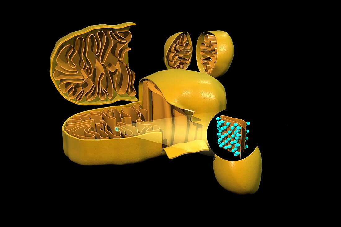 Mitochondrion structure, illustration