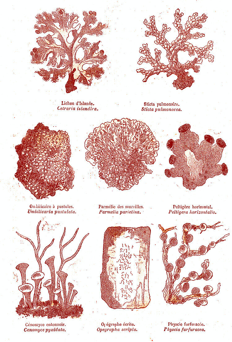 Lichens, 19th century illustration