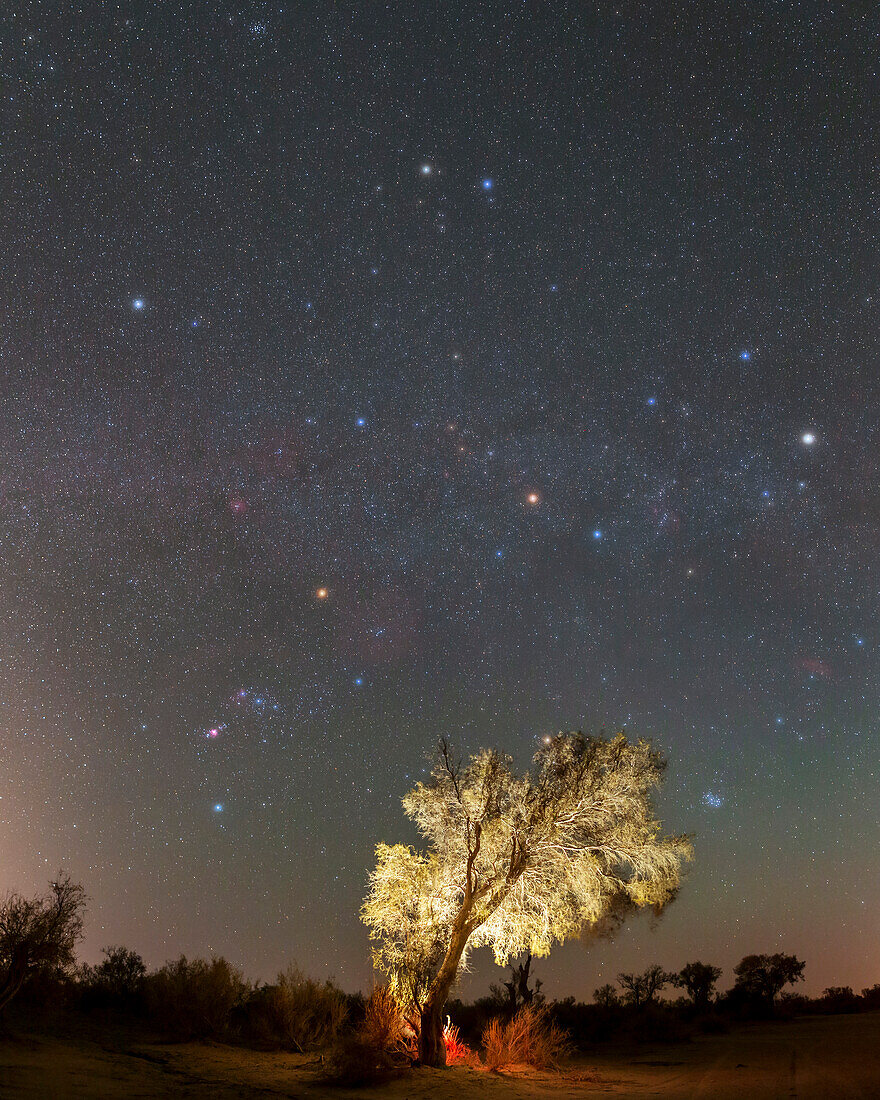 Night sky above desert tree