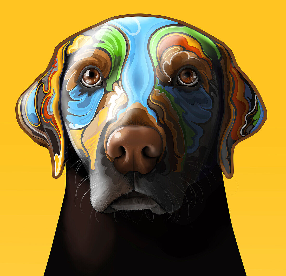 Labrador, illustration