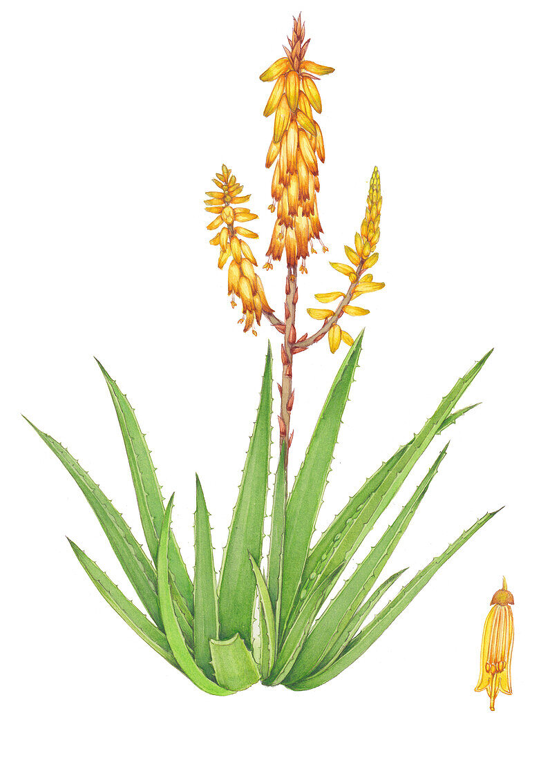 Aloe vera flowers, illustration