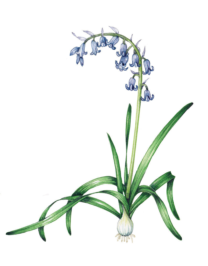 Bluebell (Hyacinth non-scripta) flowers, illustration