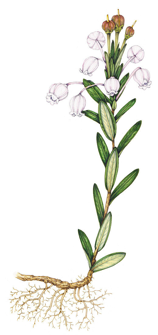 Bog rosemary (Andromeda polifolia) flowers, illustration