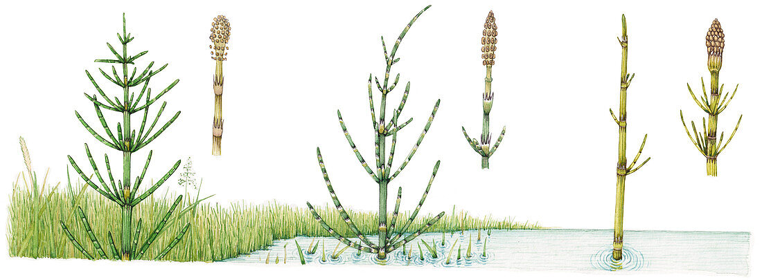 Horsetails (Equisetum sp.), illustration