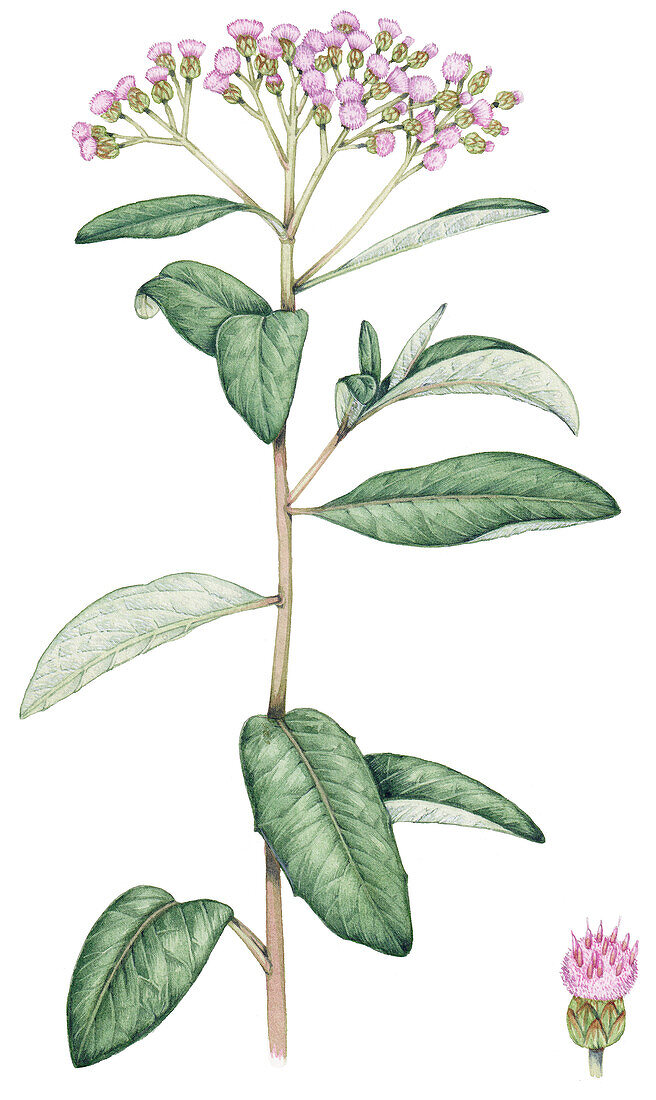 Cough bush (Pluchea carolinensis) flowers, illustration