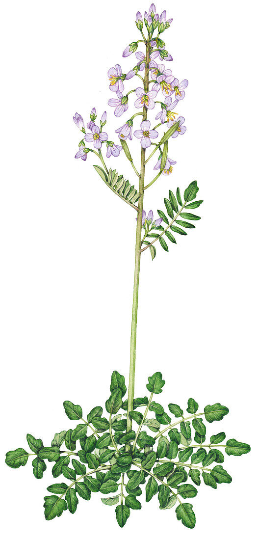 Cuckoo flowers (Cardamine pratensis), illustration