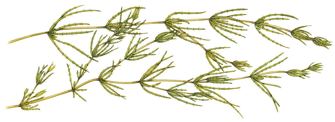 Delicate stonewort (Chara virgata), illustration