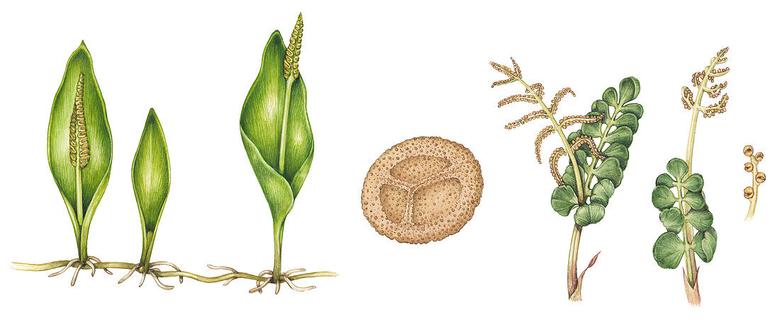 Eusporangiate ferns and Ophioglossum sp. spore, illustration