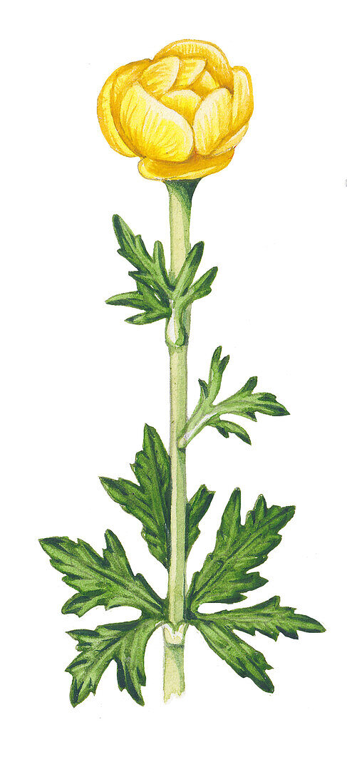 Globeflower (Trollius europaeus) flower, illustration